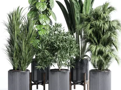 indoor plant ficus rubbery monstera palm binnendijkii concrete 3D model