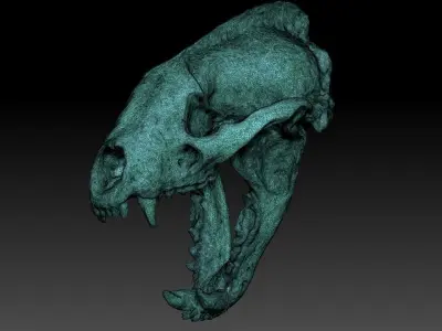 Badger Skull with open jaw 3D model