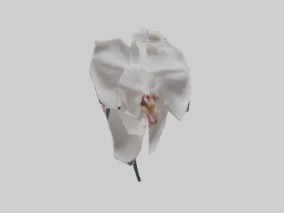 Orchid model 3D model