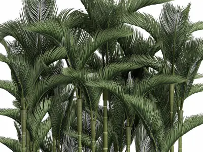 Palm in a white pot for the interior 671 3D model