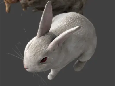 Lovely rabbit three only need friends away with binding 3D model