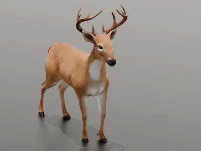 Animated Deer 3D Model  Low-poly 3D model