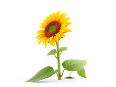 Dwarf Sunflower Decorative Plant 3D Model Pack Low-poly 3D model