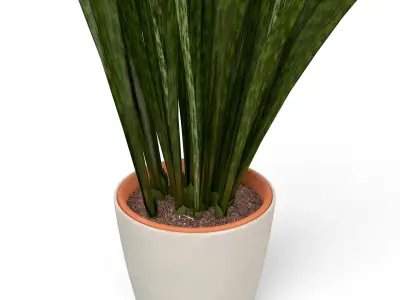 Snake Plant  3D model