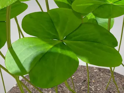 Plant Three-Leaf Clover 3D Model 3D model