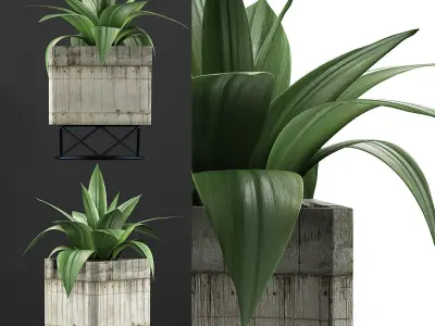 Plants Collection 93 3D model