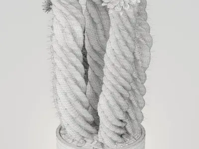 Plant 5 two cactus plants with flowers 3D model