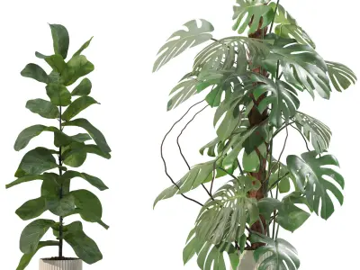 Plants collection 202 - ficus palm alocasia monstera lyrata 3D model