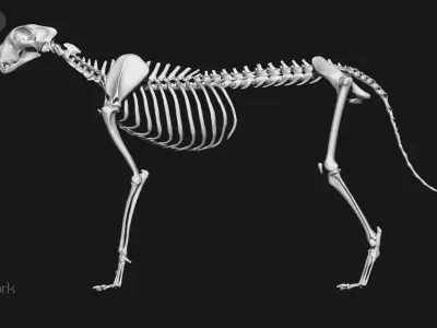 Cheetah And White-tailed Deer skeletons 3D model