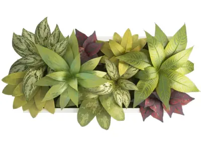 Plant Frame 60 X 30 Cms 3D model