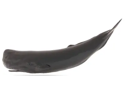 Sperm Whale 3D model