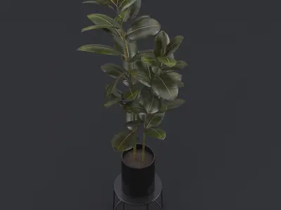 Burgundy Rubber Plant II 3D model