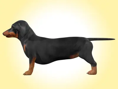 Dachshund Dog  3D model