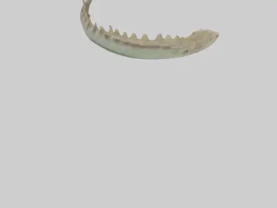 Lizard Spine 2 Low-poly 3D model