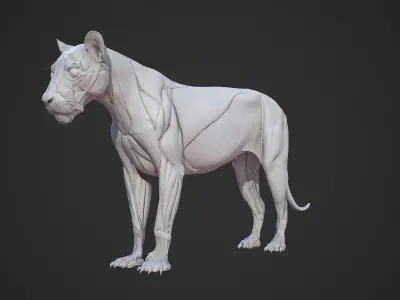Animal - Lion Anatomy Skin Ecorche Body Base Low-poly 3D model
