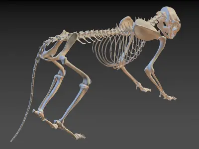 Cat Skeleton 2in1 3D model