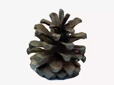 pine cone model  Low-poly 3D model