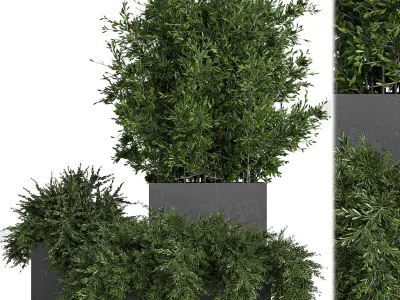 Outdoor Plants Tree in Concrete Box 03 3D model
