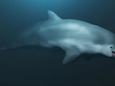 Dolphin Low-poly 3D model
