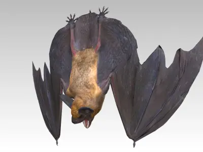 Common Pipistrelle Bat Low-poly 3D model