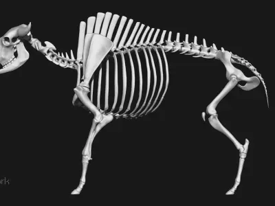 Horse and Bison skeleton 3D model