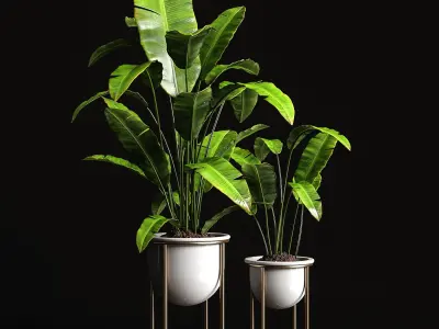 Houseplants banana tree 3D model