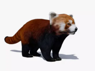 Red Panda Low-poly 3D model