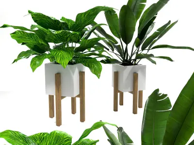 Set with calathea and banana plant 3D model