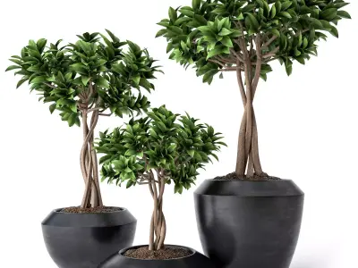 Ficus Microcarpa 2 3D model