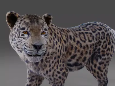  Fur Jaguar V01 Panther Rigged in Blender Low-poly 3D model