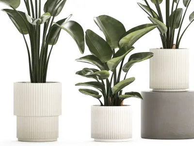Beautiful Strelitzia in a flower pot for decoration 1285 3D model