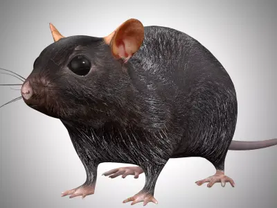Rat Rig Low-poly 3D model