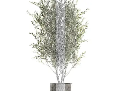 Olive tree for the interior in basket 652 3D model