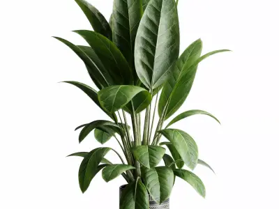  Ficus elastica indoor plant 525 3D model