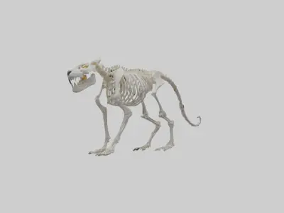 Tiger Skeleton model Low-poly 3D model