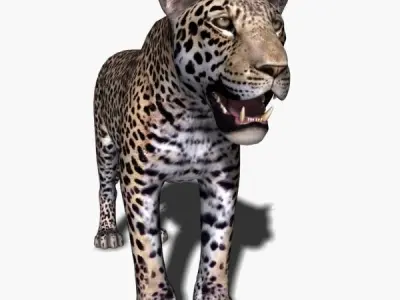 Realistic Leopard no fur - 3d model 3D model