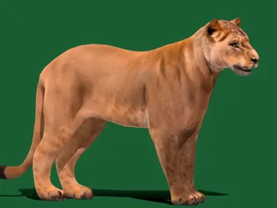 Lioness Cub Low-poly 3D model