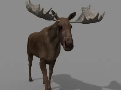Virtual Moose 3d model 3D model