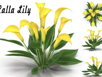 Calla Lily yellow 3D model