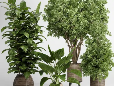  Indoor plant 439 plant tree in handmade wooden baskets Low-poly 3D model