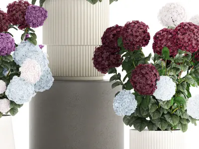 Beautiful hydrangea bushes in flower pots for decoration 1290 3D model