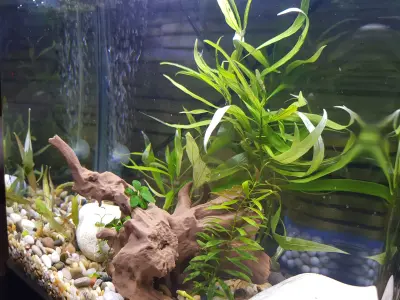 Aquarium driftwood decoration  3D print model