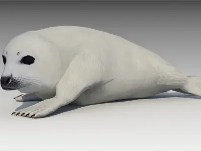 Seal cub Low-poly 3D model