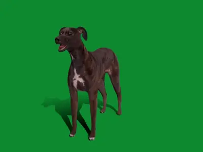 Italian Greyhound Dog Low-poly 3D model