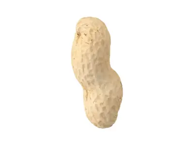 Photorealistic Peanut 3D Scan 3D model