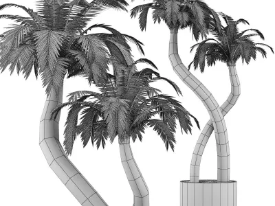 Plants Collection 135 Palm 3D model