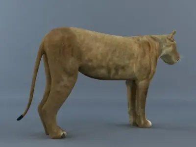 Lioness lion 3D model
