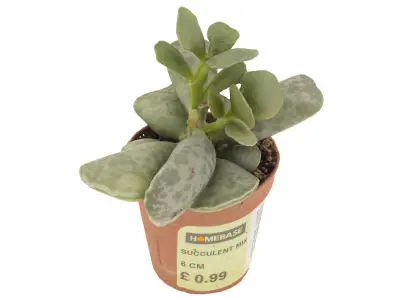 Succulent 01 Free 3D model