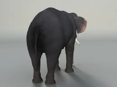Elephant with tusks 3D model