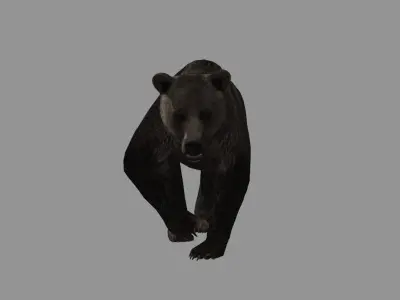 walking bear loop 3D model